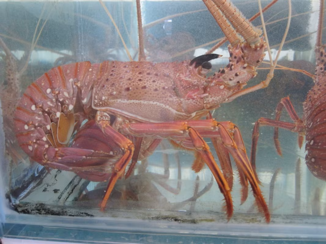 Loại tôm hùm này gần giống với tôm hùm bông của Việt Nam nhưng có trọng lượng lớn hơn, màu đỏ đẹp. Ảnh: Haisantoanphat.