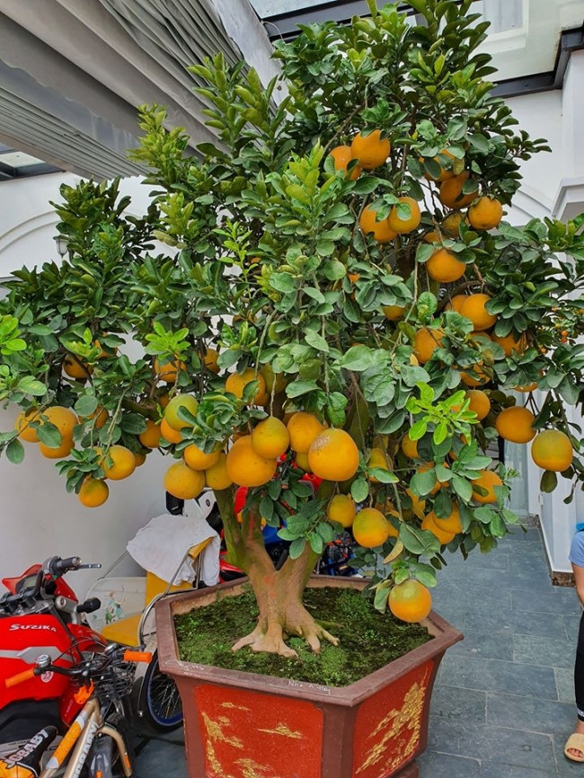Bưởi cảnh lộc lá được xem như "siêu phẩm" trong nhà ca sĩ Tuấn Hưng.