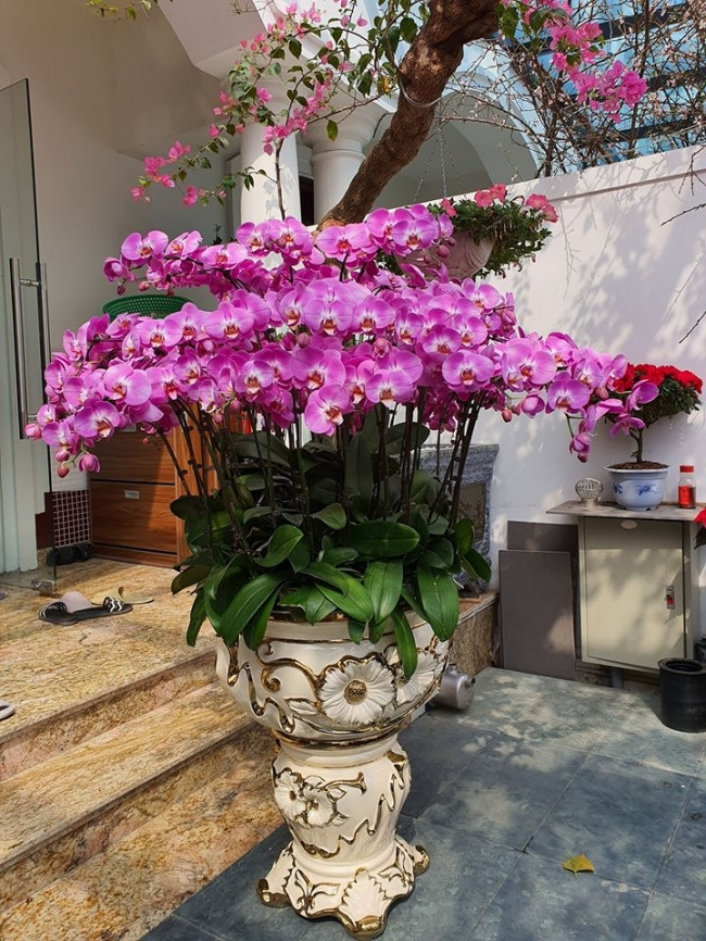 Chậu lan hồ điệp siêu đẹp.