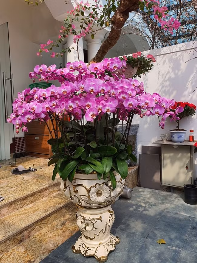 Chậu lan hồ điệp siêu đẹp.