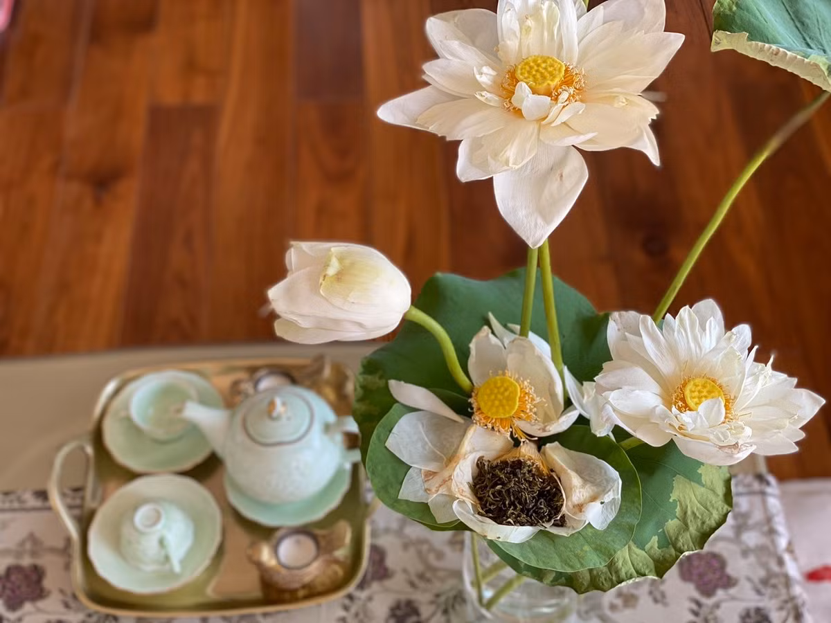 Hoa sen được người đẹp hái từ hồ sen trong nhà.