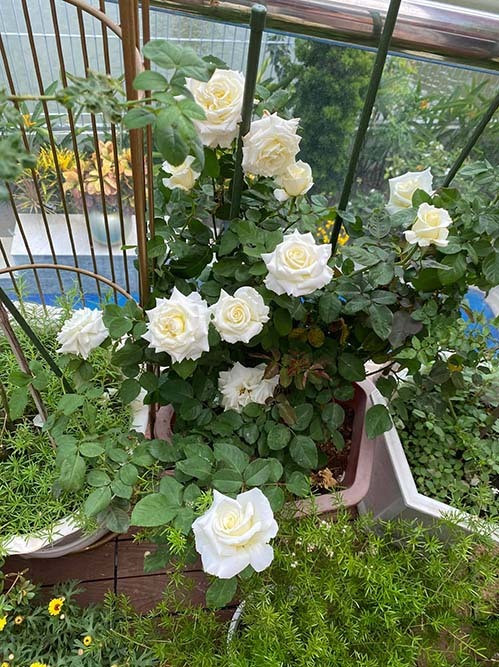 Những khóm hồng bung nở như truyền thêm năng lượng tích cực trong mùa dịch.