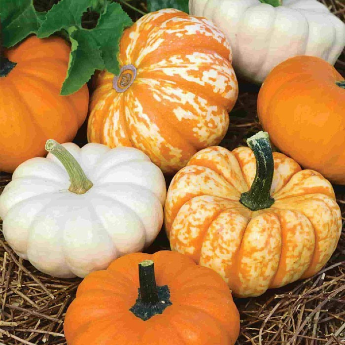 Bí ngô tí hon không dễ trồng nên dù có mặt đã được 7 năm trên thị trường nhưng nguồn hàng vẫn hạn chế. Ảnh: Shoppee