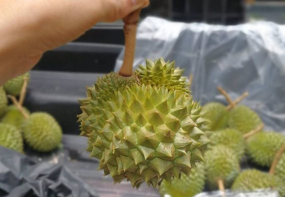 Sầu riêng tí hon không lép như các loại sầu riêng khác nhưng bù lại cơm vàng ngọt lịm, ăn béo ngậy. Ảnh: Dân Việt