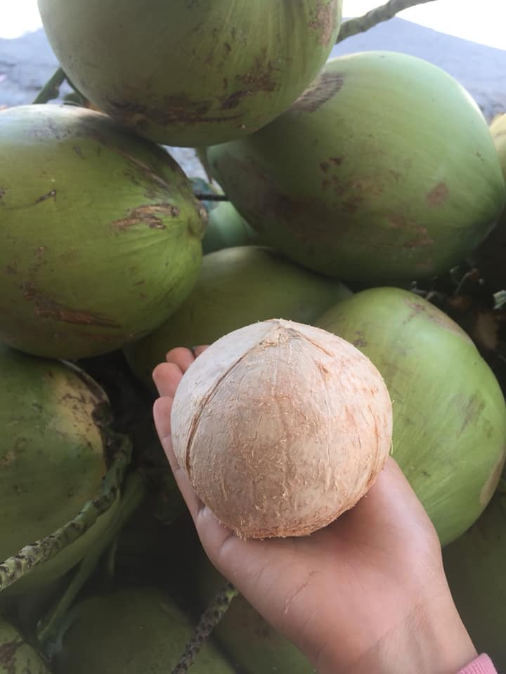 Xuất hiện tại Hà Nội mùa hè năm ngoái, dừa xiêm tí hon lập tức "gây sốt". Ảnh: Võ Hạnh