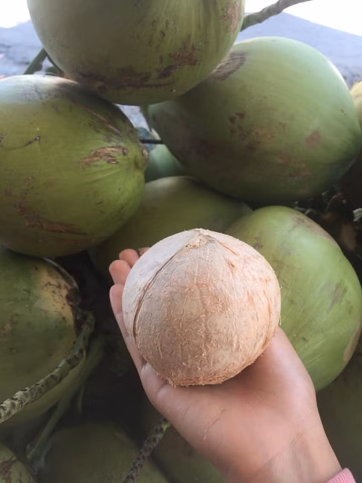 Xuất hiện tại Hà Nội mùa hè năm ngoái, dừa xiêm tí hon lập tức "gây sốt". Ảnh: Võ Hạnh