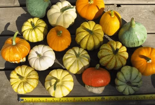 Gần đây, thị trường xuất hiện loại bí ngô siêu lạ với đủ các dáng, màu sắc khác nhau, nặng từ 150 - 300 gram/quả. Ảnh: Giadinhnet.