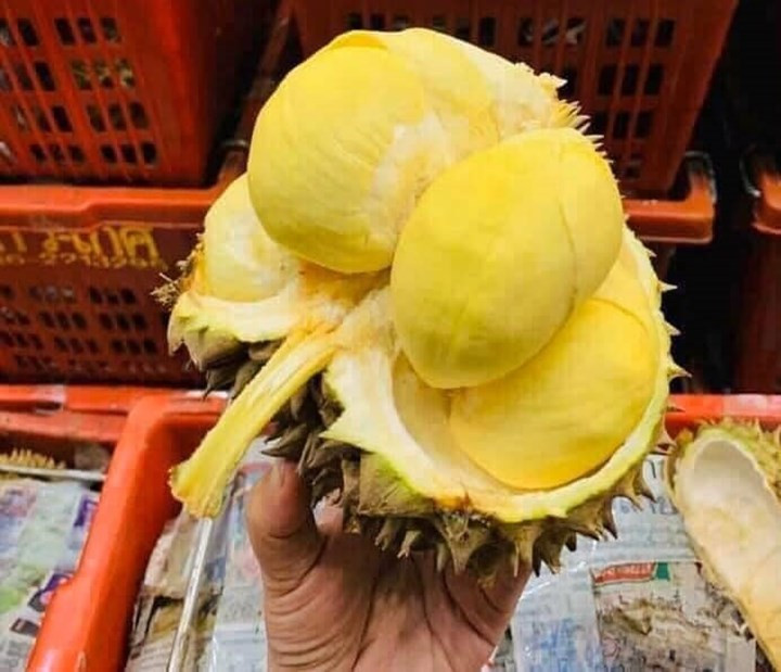 Năm ngoái, sầu riêng mini nhập khẩu từ Thái Lan cũng "gây sốt" trên thị trường với giá 150.000-180.000 đồng/kg, đắt gấp đôi so với sầu riêng trong nước. Ảnh: Lao động