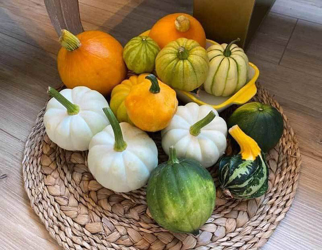 Theo người bán, đây là bí baby có nguồn gốc từ nước ngoài. Vài năm trở lại đây, loại bí này được du nhập về Việt Nam và trồng làm bí cảnh. Ảnh: Giadinhnet.