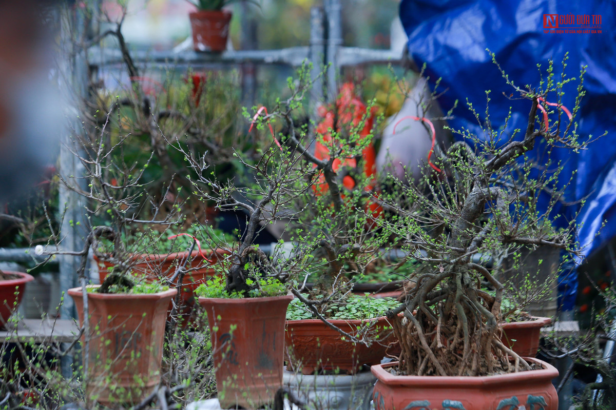 Năm nay, đến với chợ hoa Hàng Lược, nhiều du khách tỏ ra buồn chán vì không còn cảm nhận được không khí Tết.