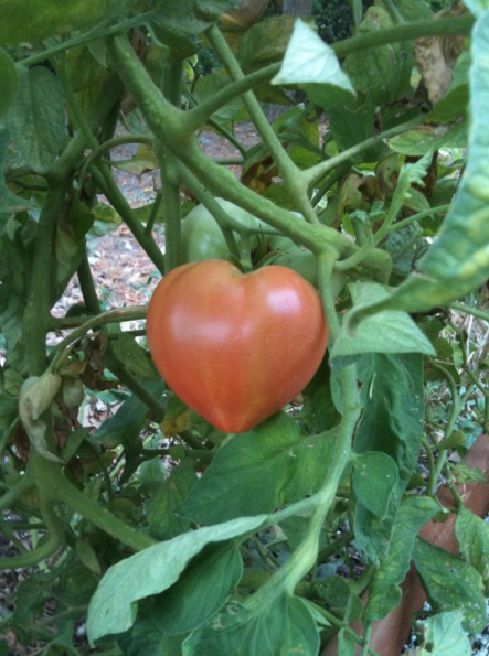 Quả cà chua hình tim căng tròn khiến gia chủ chỉ muốn để ngắm. Ảnh: Nature