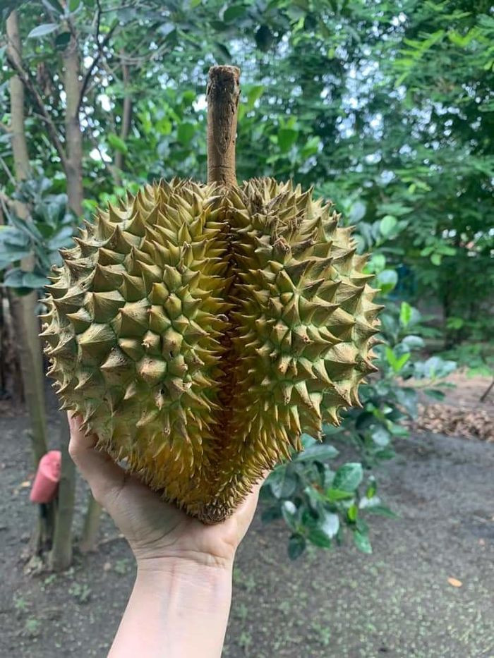 Sầu riêng hình trái tim độc đáo. Ảnh: FB Đan Đan Vio
