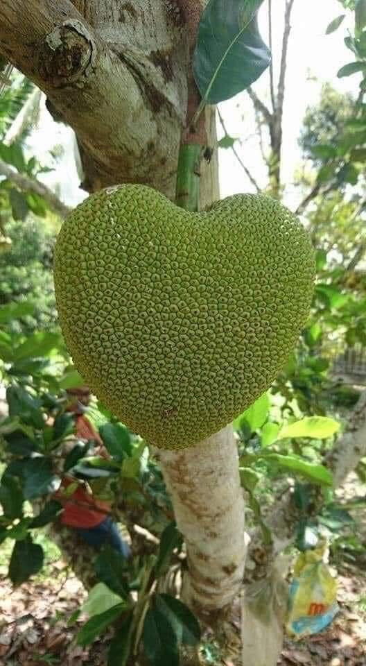 Mít hình trái tim cực kỳ dễ thương. Ảnh: @shumona13