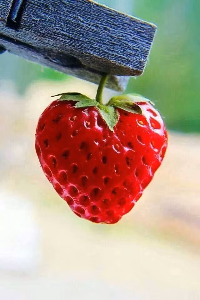Một trái dâu tây hình tim đáng yêu với vỏ đỏ, cuống xanh. Ảnh: Pinterest
