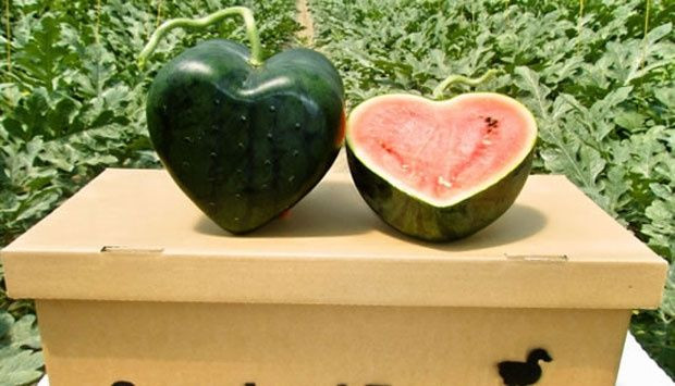 Những trái dưa hấu hình trái tim đầu tiên ra đời tại Nhật Bản, được bán với giá trung bình 15.000 yên (hơn 3,1 triệu đồng). Ảnh: Japan Today