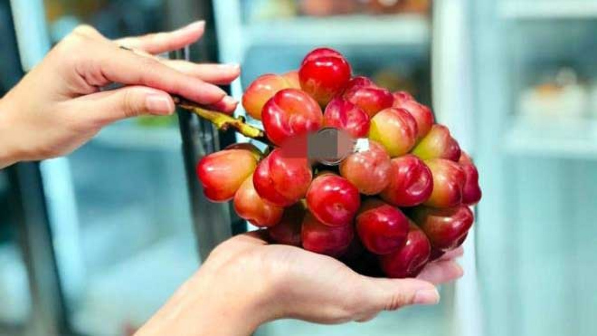 Giống nho này được lai ghép từ dòng nho Pareto của phương Tây và nho mẫu đơn để tạo nên hương vị đậm đà ấn tượng kích thích vị giác. Nho có màu đỏ tươi, vỏ mềm nhưng ăn lại rất giòn. Ảnh: Mia Fruits