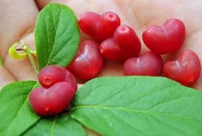 Loại quả hình trái tim có tên "tương tư" là một loại trái cây đặc biệt phổ biến ở miền Nam Trung Quốc. Ảnh: Sohu