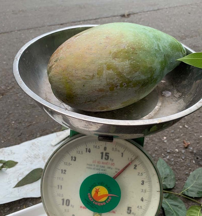 Tương tự, những quả xoài Đài Loan khổng lồ to gấp 5-6 lần so với các giống xoài khác thu hút sự chú ý của nhiều bà nội trợ. Ảnh: Vietnamnet