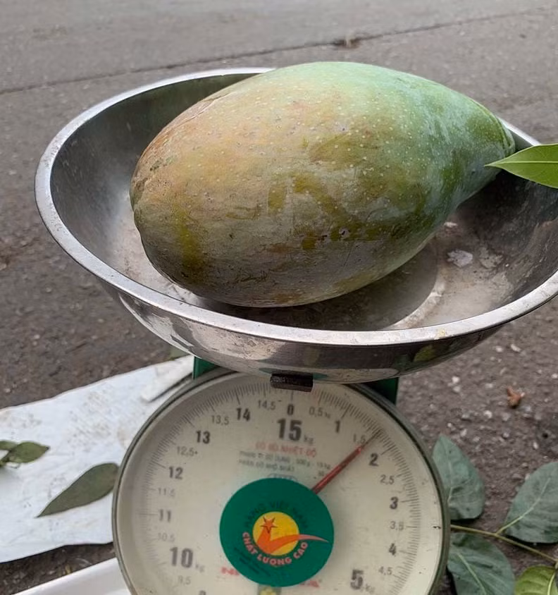 Tương tự, những quả xoài Đài Loan khổng lồ to gấp 5-6 lần so với các giống xoài khác thu hút sự chú ý của nhiều bà nội trợ. Ảnh: Vietnamnet