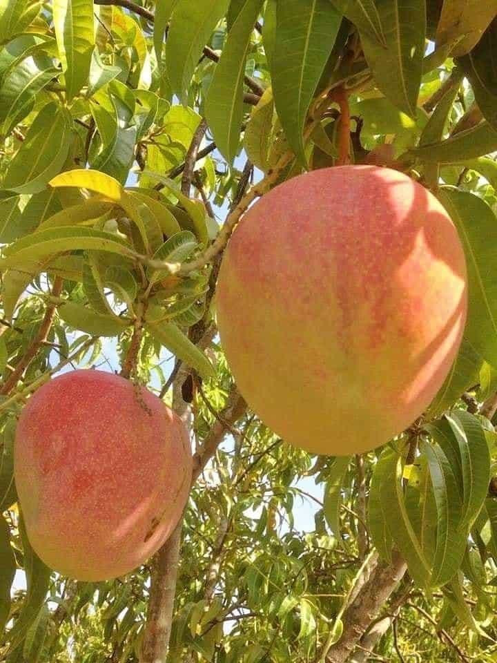 Loại xoài này có giá bán dao động ở mức 40.000-50.000 đồng/kg. Ảnh: Facebook.