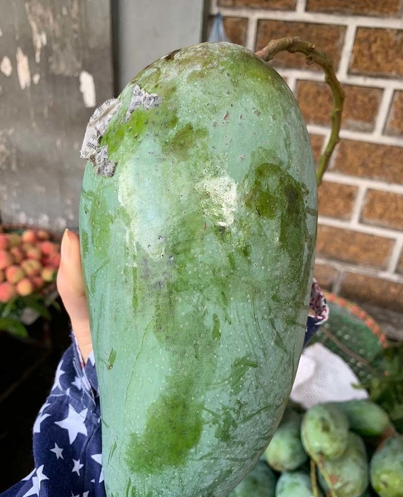 Tuy nhiên, kể từ sau Tết nguyên đán 2021, xoài Đài Loan chỉ còn 3.000 đồng/kg. Ảnh: Vietnamnet