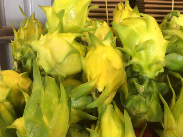 Hơn nữa, thanh long vỏ vàng không nổi trội so với thanh long vỏ đỏ ruột trắng, ruột đỏ về giá trị dinh dưỡng nên thị trường tiêu thụ thanh long vàng khá hẹp. Ảnh: Internet