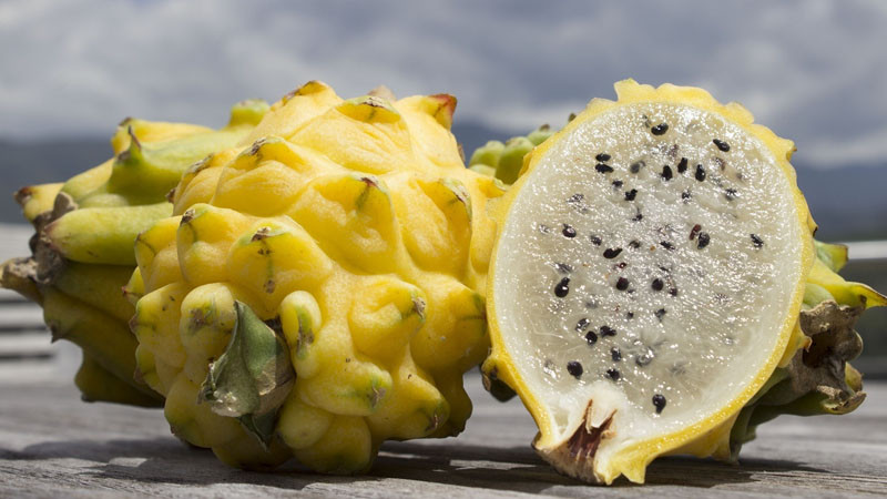 Chia sẻ trên Người lao động, ông Đặng Phúc Nguyên, Tổng thư ký Hiệp hội Rau quả Việt Nam cho biết, sản phẩm độc lạ giá cao khi hàng còn khan hiếm nhưng khi được trồng nhiều hơn thì sản phẩm sẽ về giá trị thật. Ảnh: Caygiongmoi.