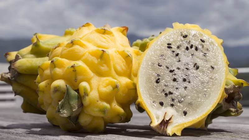 Chia sẻ trên Người lao động, ông Đặng Phúc Nguyên, Tổng thư ký Hiệp hội Rau quả Việt Nam cho biết, sản phẩm độc lạ giá cao khi hàng còn khan hiếm nhưng khi được trồng nhiều hơn thì sản phẩm sẽ về giá trị thật. Ảnh: Caygiongmoi.