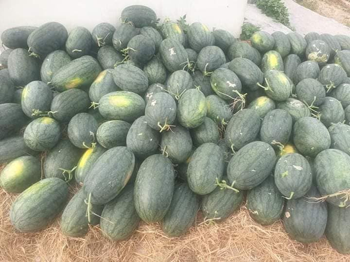 Dưa hấu có giá khá rẻ, chỉ từ 6.000 - 8.000 đồng/kg. Có điểm giải cứu dưa hấu tiêu thụ được khoảng 60 tấn chỉ trong 3 ngày. Ảnh: Facebook