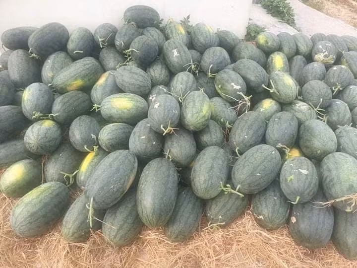 Dưa hấu có giá khá rẻ, chỉ từ 6.000 - 8.000 đồng/kg. Có điểm giải cứu dưa hấu tiêu thụ được khoảng 60 tấn chỉ trong 3 ngày. Ảnh: Facebook