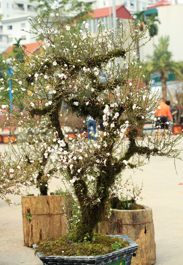 Trước Tết chừng 6 tháng, nhà vườn bắt đầu cấy rêu lên mai. Hàng ngày phải liên tục xịt nước vào thân cho nhanh bắt rễ. Ảnh: Vnexpress.