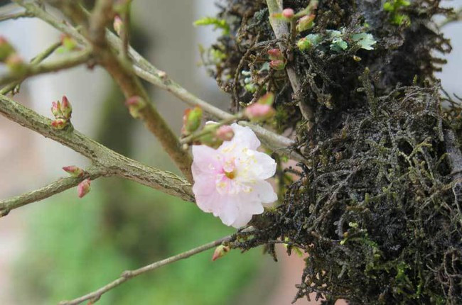Dù là mai nhưng mai trắng lại ưa lạnh, chỉ nở hoa vào mùa đông, khác hoàn toàn với loại mai vàng được trồng ở miền Nam nước ta. Ảnh: Vietnamnet