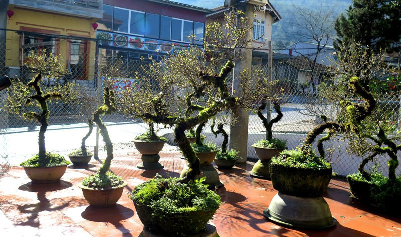 Càng gần Tết Nguyên đán, thị trường cây cảnh ngày càng đa dạng. Những ngày này, trên nhiều tuyến phố ở Hà Nội xuất hiện những chậu mai trắng bọc rêu được tạo thế lạ mắt. Ảnh: Vietnamnet