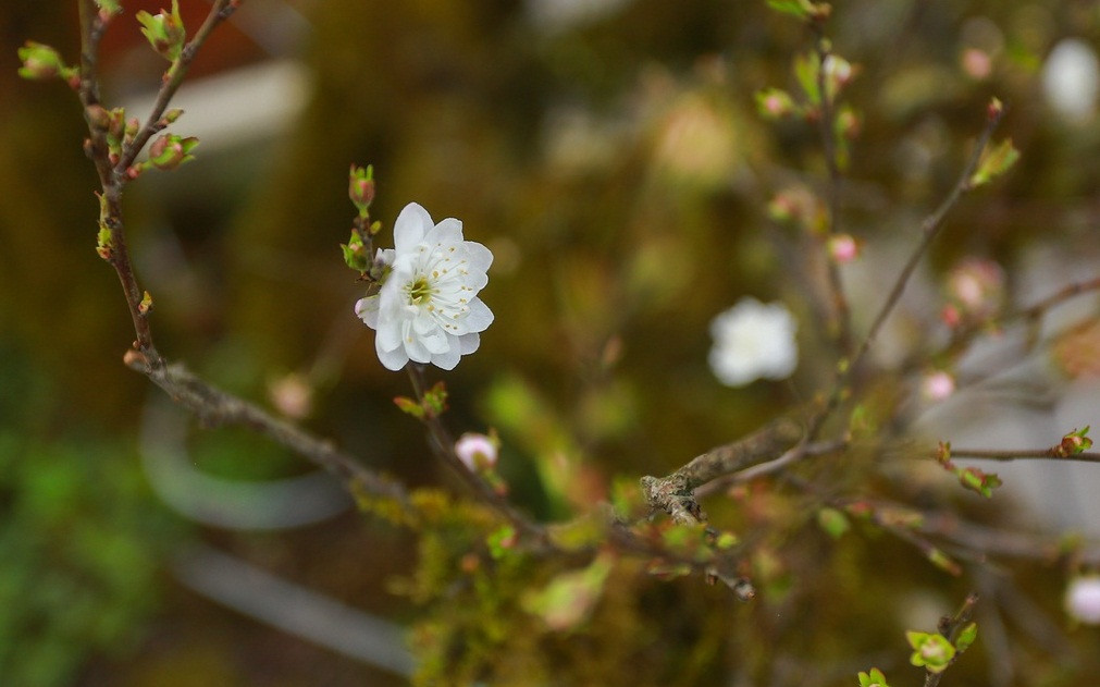 Mai trắng bọc rêu phát triển tốt trong thời tiết lạnh, thời gian chơi từ 1-2 tháng tuỳ cách chăm sóc. Ảnh: Zing.