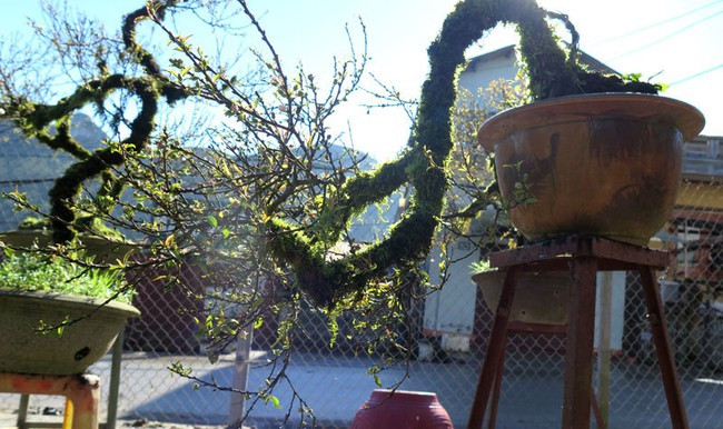 Tùy vào dáng thế và tuổi đời mà mai trắng đắp rêu có giá từ vài triệu tới cả chục triệu đồng. Ảnh: Vietnamnet.