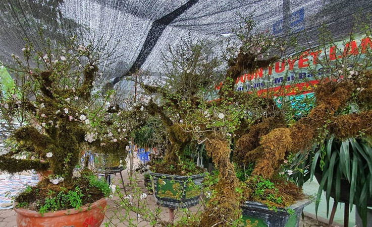 Gốc mai nhiều năm tuổi trùm kín rêu xanh. Ảnh: Vietnamnet