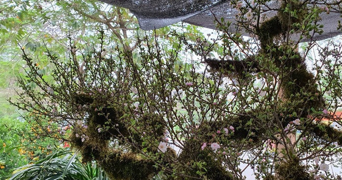 Loại hoa này có nụ chi chít. Ảnh: Vietnamnet