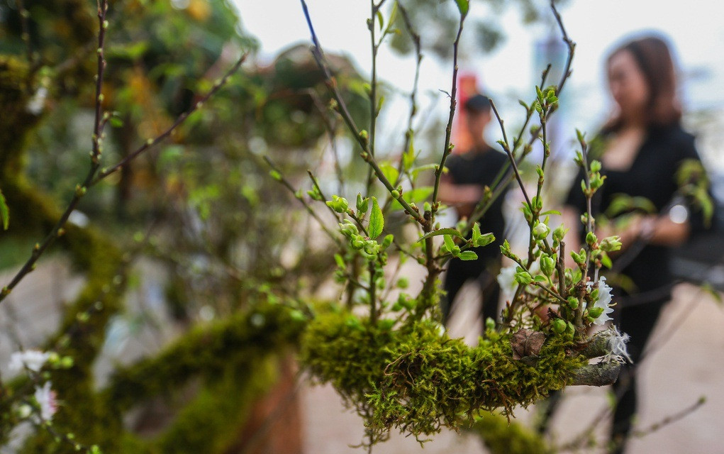 Mai trắng bọc rêu được nhiều người quan tâm bởi vẻ đẹp "cổ kính" và lạ mắt. Ảnh: Zing.