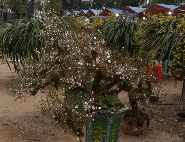 Dần dần, rêu mọc kín cây giúp cho chậu cảnh càng thêm lạ mắt. Ảnh: Sgtiepthi.