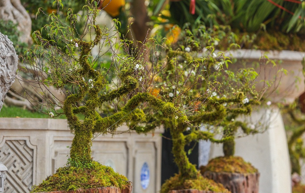 Đây là mai trắng được vận chuyển từ Sa Pa xuống Hà Nội. Chúng được lựa chọn về chiều cao, kích thước, để đảm bảo lên chậu cảnh sẽ tạo được dáng đẹp. Ảnh: Zing.