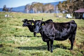 3 tháng trước khi xuất chuồng, bò phải được uống bia để tích mỡ, tùy thuộc vào thể trọng của bò mà có thể cho uống 1 – 10 lít bia/ngày. Ảnh: Getty Imgae