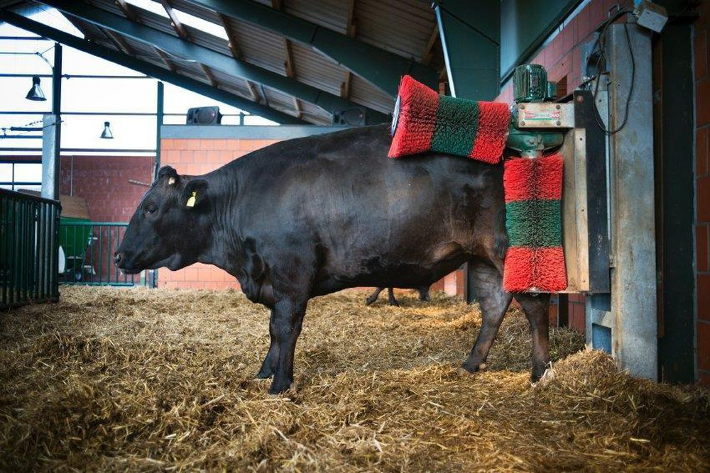 Ngoài ra, bò sẽ được sắp xếp theo tuổi để tiện cho việc chăm sóc, bò ăn ở ô riêng, bò vỗ béo ô riêng, thậm chí bò cái và bò đực cùng lứa tuổi cũng được nhốt riêng tuân theo một chế độ ăn uống đặc biệt. Ảnh: Namthaifood.