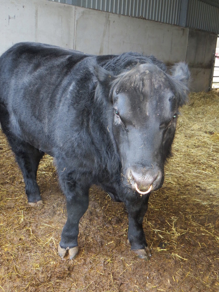 Việc mát-xa sẽ giúp bò bớt căng thẳng, làm giảm lượng mỡ thừa trên người. Khi đó các thớ thịt bò Wagyu sẽ mềm và ngon hơn. Đặc biệt, trong thời gian này, người nuôi cũng không được phép để bò tăng quá 0,6 kg/ngày. Ảnh: 5pm Blog