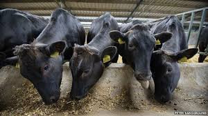 Bê con được cai sữa khi đạt 8 – 10 tháng tuổi. Sau đó chuyển đến các trang trại để bắt đầu quá trình nuôi tập trung, với khẩu phần ban đầu bao gồm thức ăn thô và thức ăn gia súc như cỏ tươi xanh, cỏ ủ chua...Ảnh: BBC