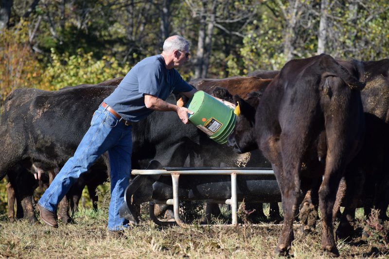 Thức ăn cho bò Wagyu gồm những thực phẩm bổ dưỡng như lúa non, cỏ tươi. Nước uống thì phải đảm bảo độ tinh khiết, nước sạch. Ảnh: Getty Imgae