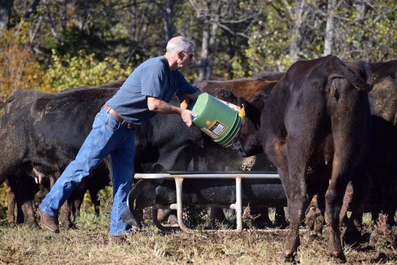 Thức ăn cho bò Wagyu gồm những thực phẩm bổ dưỡng như lúa non, cỏ tươi. Nước uống thì phải đảm bảo độ tinh khiết, nước sạch. Ảnh: Getty Imgae