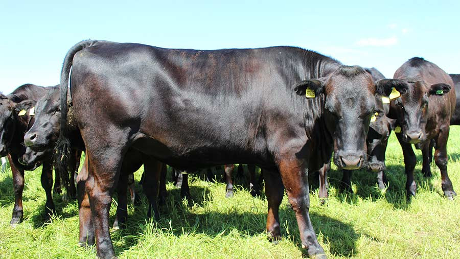 Bò Wagyu được chăm sóc trong một quy trình vô cùng nghiêm ngặt từ khi còn bé. Ảnh: Farmer.