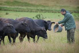 Sau khoảng 18 – 19 tháng vỗ béo, những con bò có tuổi thọ khoảng 3 năm sẽ đạt tổng trọng lượng trên 700kg. Khi đó, chúng sẽ được phân loại theo chất lượng thịt để mang tên loại bò đắt nhất thế giới. Ảnh: Getty Imgae