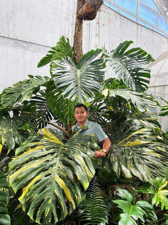 Một trong những đặc điểm khiến trầu bà lá xẻ hút người chơi là một chiếc lá monstera có thể có đường kính tới 1m trong điều kiến phát triển lý tưởng. Ảnh: Dân Việt.