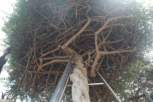 Các cành đan xen vào nhau tạo thành một khối độc đáo. Ảnh: Dân Việt.
